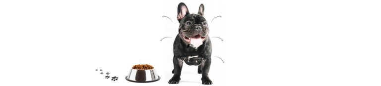 Alergia alimentară la câini și pisici