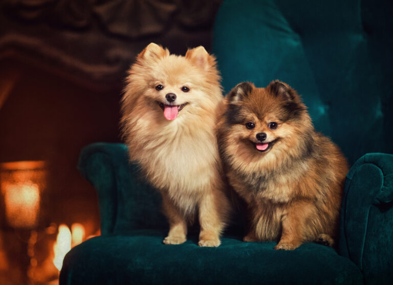 5 rase de câini care pot fi ținute în apartamente mici