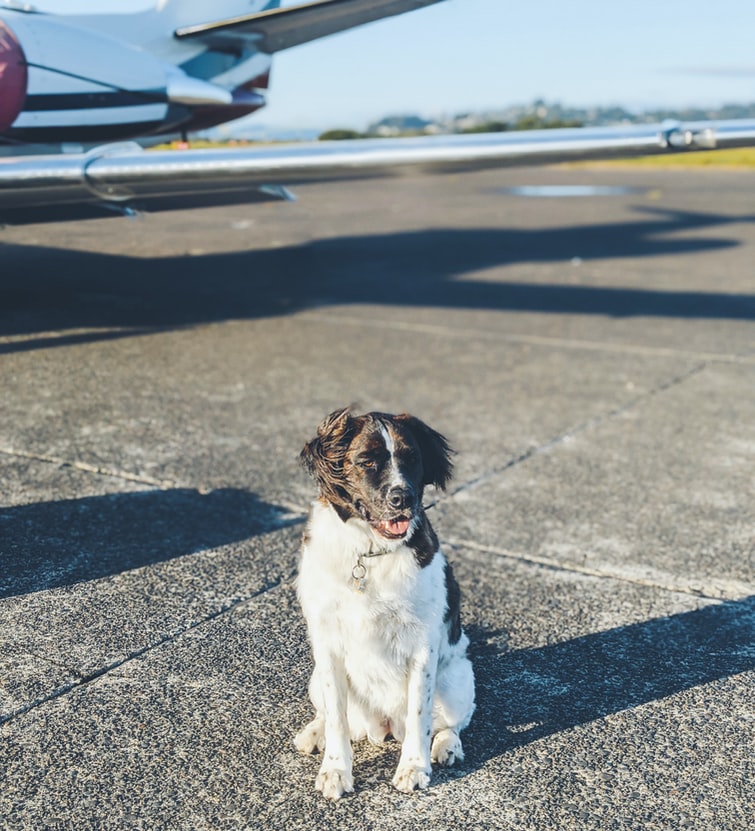Rase de câini care nu pot călători cu avionul