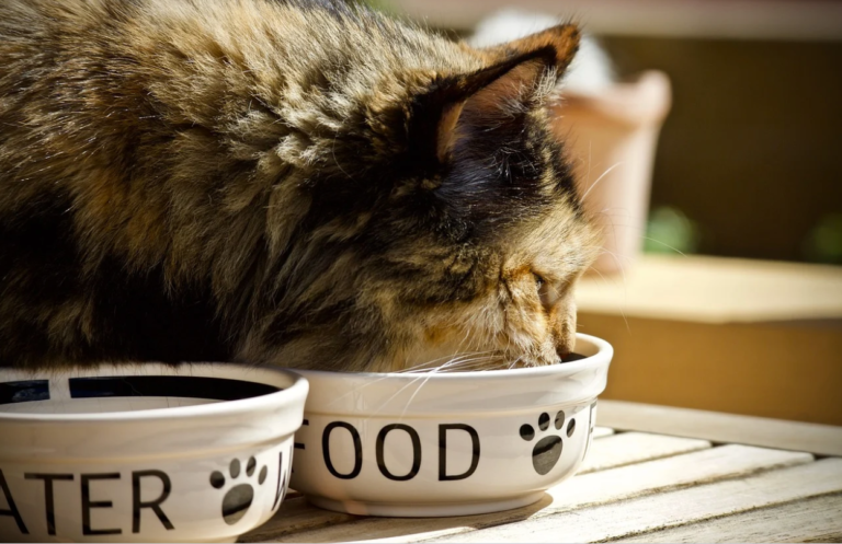 Pot sau nu pisicile să mănânce carne de pui crudă?