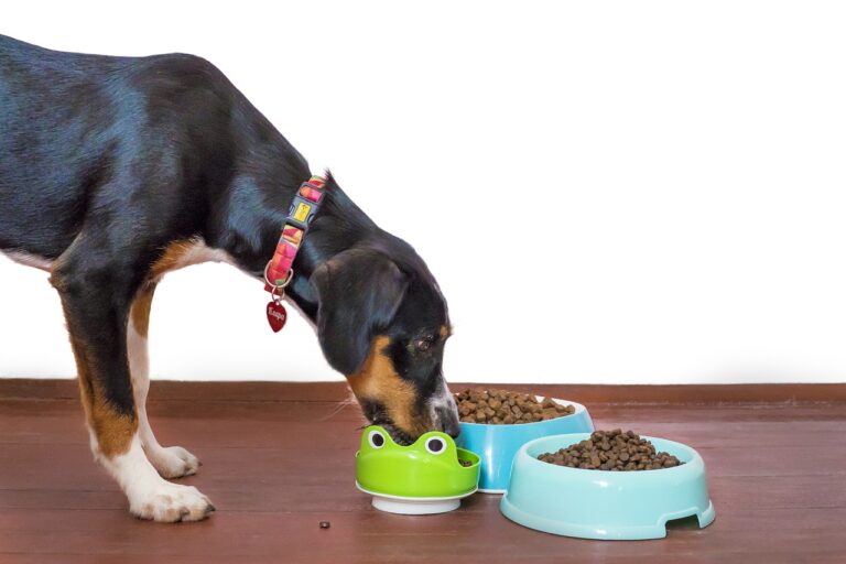 Cum să alegi castronul pentru mâncare al câinelui în funcție de caracteristicile sale
