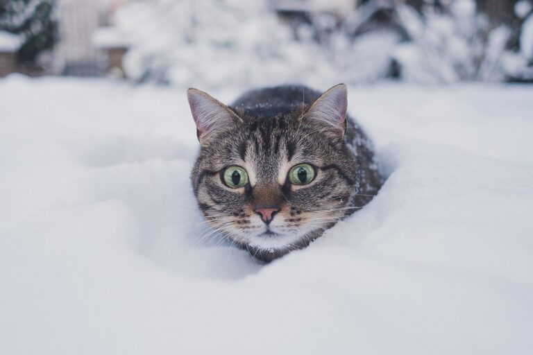 Cum să ai grijă de pisica ta iarna